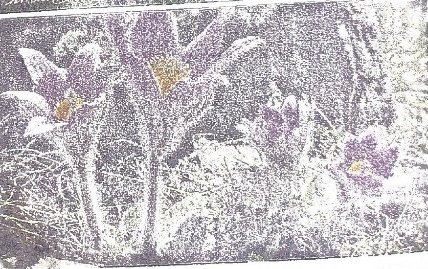 Page 60 de l'album : anémones pulsatilles en gros plan (carte postale) ; l'album ne précise pas le lieu.