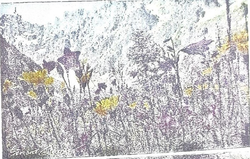 Page 60 de l'album : fleurs de montagne au bord du chemin (carte postale).
